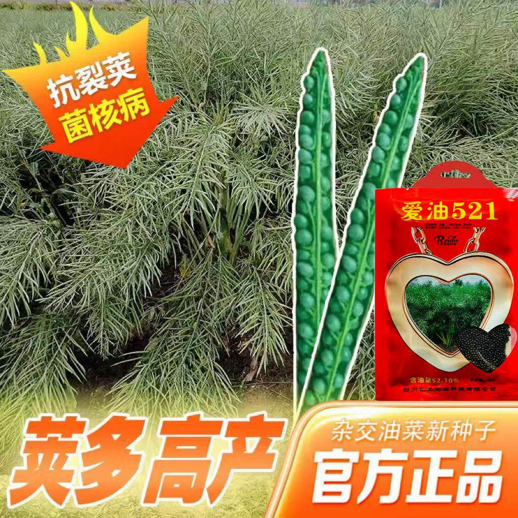 爱油521油菜种子甘蓝型食