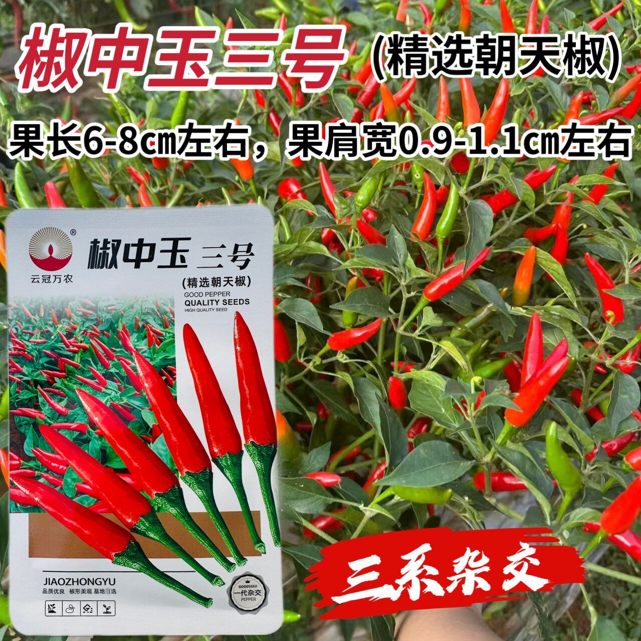 椒中玉朝天椒种子早熟高