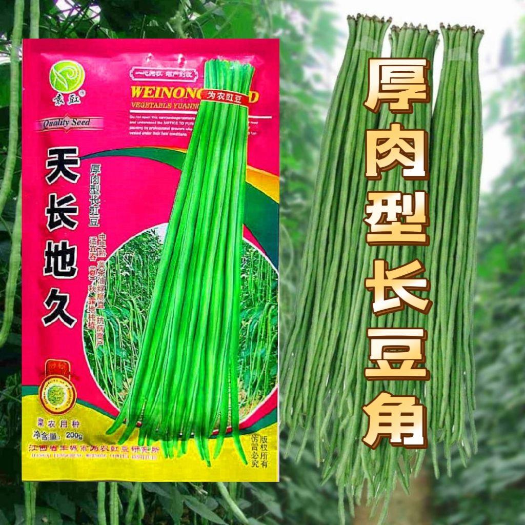 天长地久豆角种籽长豇豆种子杂交籽早熟特长肉厚蔬菜种籽春夏秋种