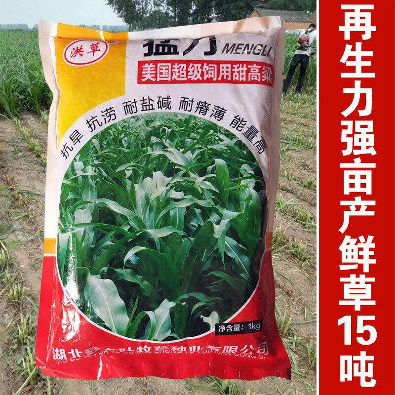 美国进口饲用甜高粱牛羊鱼高产青贮牧草种子赶超大力士饲用甜高粱