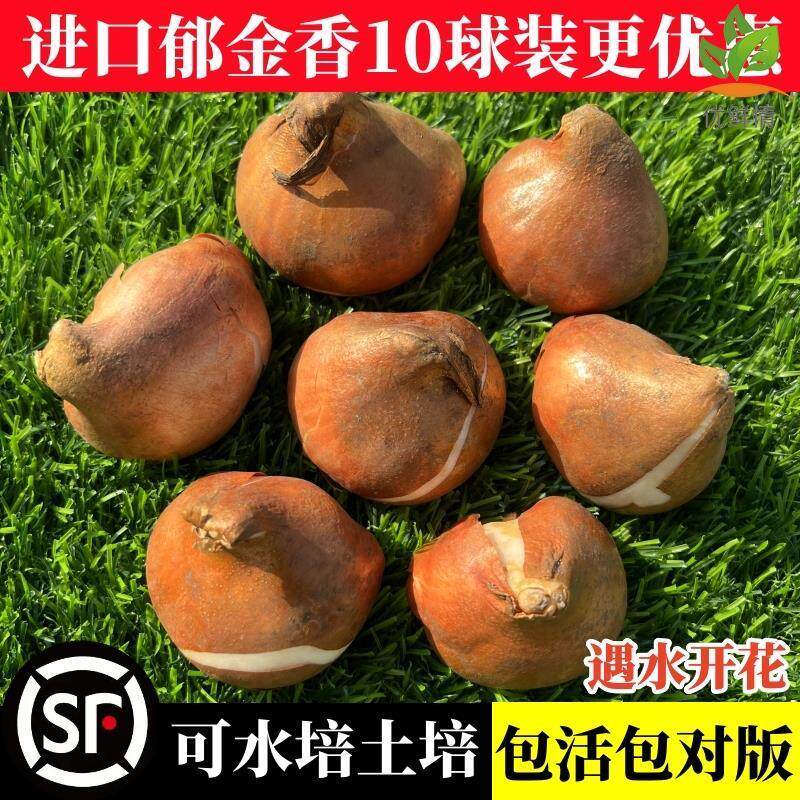 十颗进口郁金香大种球五度带芽土水培绿植盆栽四季开花风信子百合