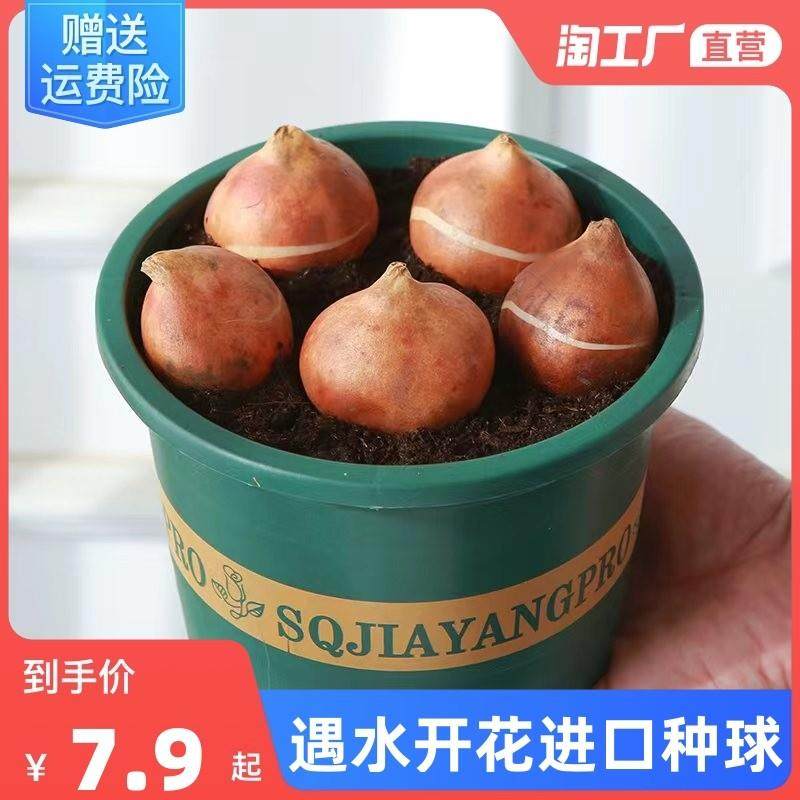 水培郁金香大种球水仙花种子花卉盆栽绿植物室内鲜花好养活风信子,鲜花速递/花卉仿真/绿植园艺,种球/裸根,淘宝优惠券,粉丝福利购,淘宝优惠卷