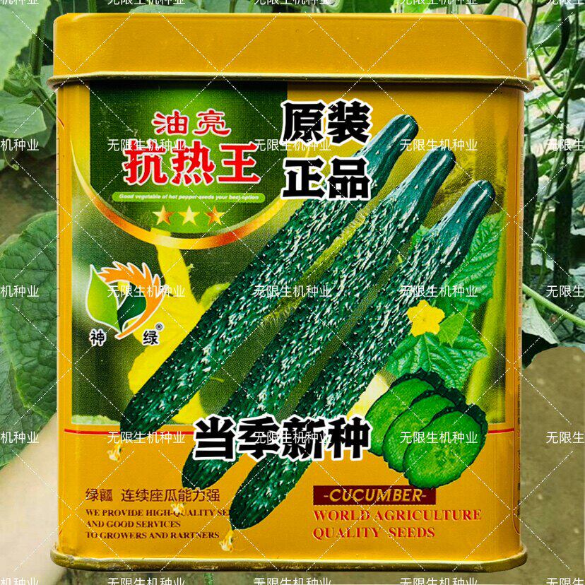 抗热王黄瓜种子高产油亮