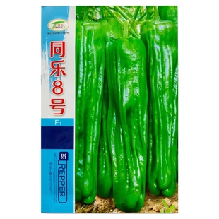 早熟 大果马嘴型 薄皮 抗倒伏 耐高温高湿  同乐8号1000粒