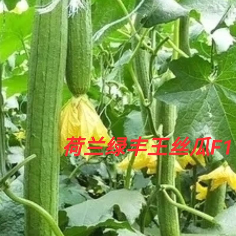 荷兰绿丰王如意丝瓜种子长丝瓜种籽耐寒耐热抗病特长丝瓜大田种植