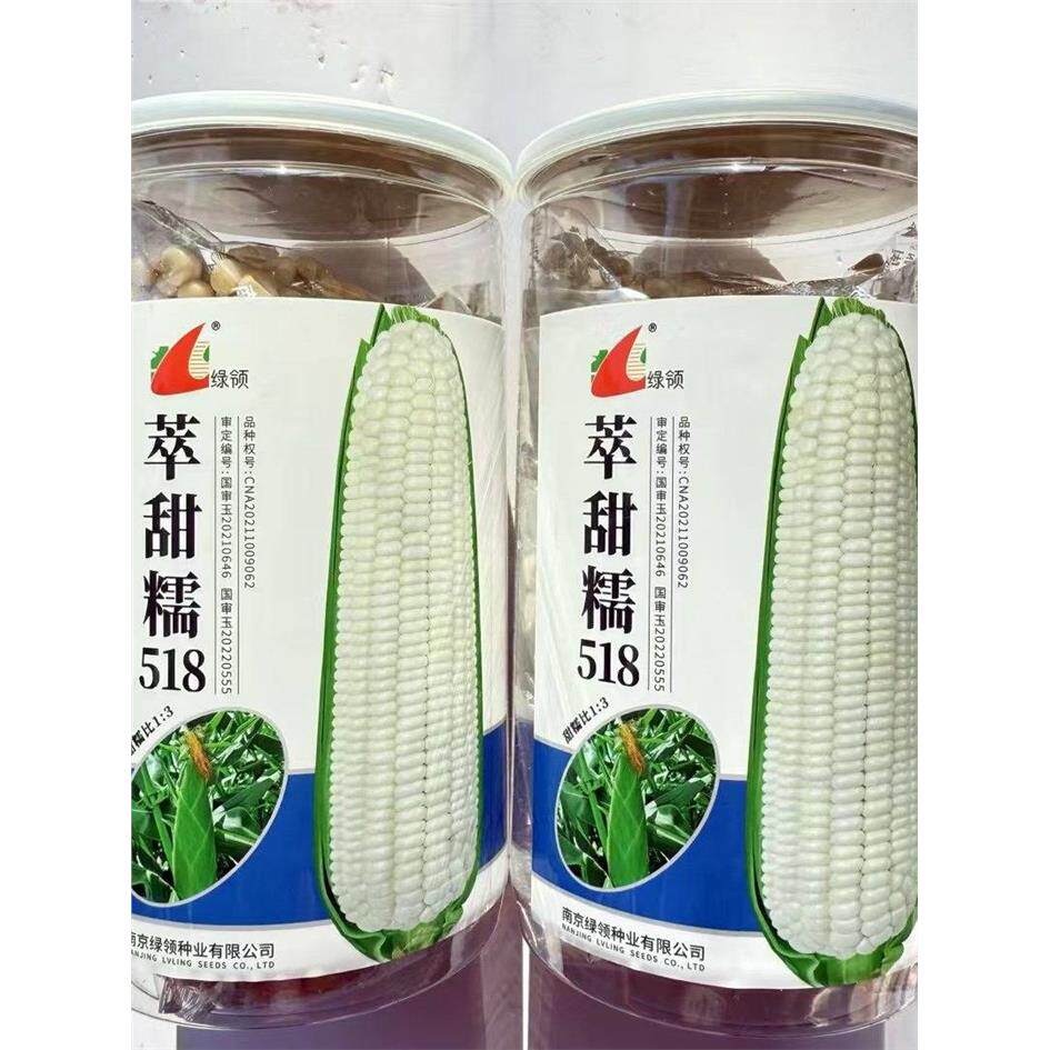 绿领萃甜糯518白玉米种子