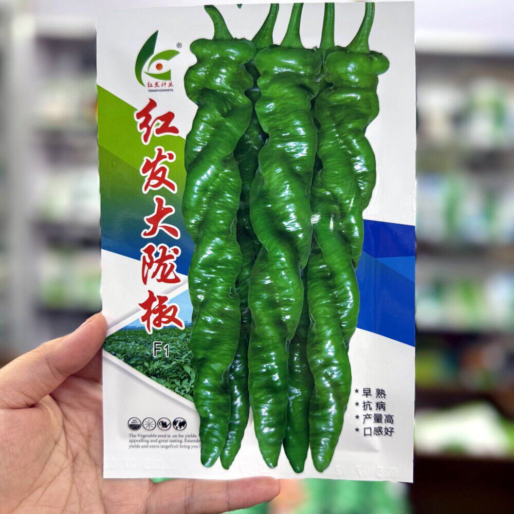 红发大陇椒种子抗病早熟
