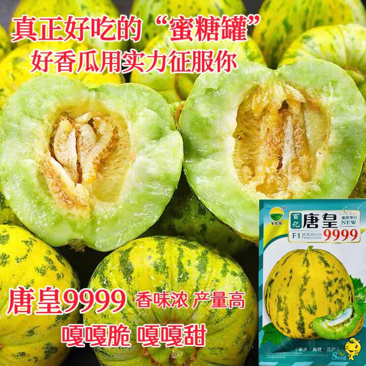 百亿糖皇999早熟甜瓜种子含糖高达19度果实梨形 脆甜多汁甜瓜种子