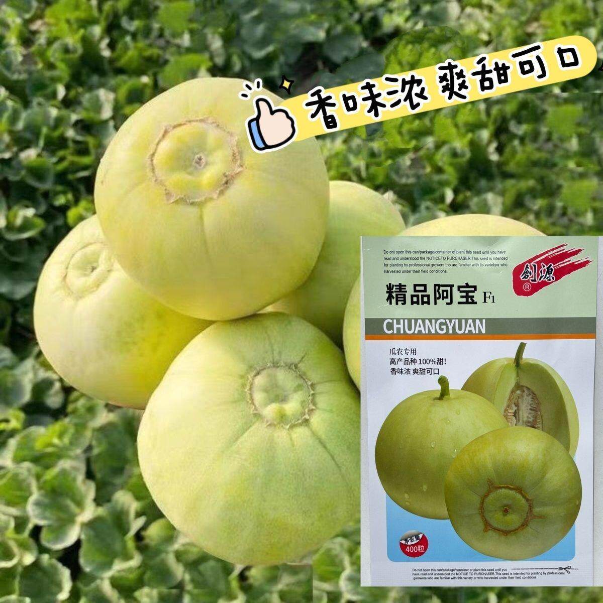 精品阿宝甜瓜种子早熟果肉绿色香味浓郁肉质脆爽品质优良抗逆性强