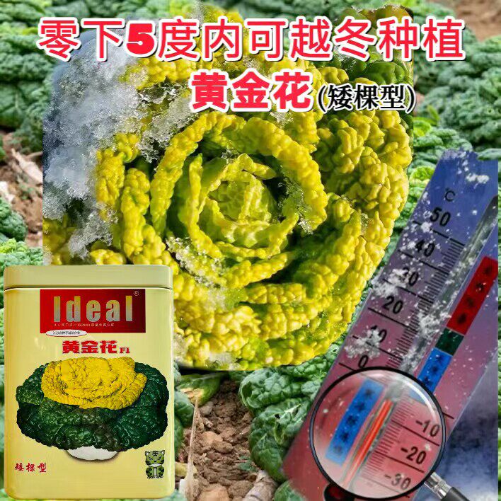 理想黄金花乌塌菜黄心乌
