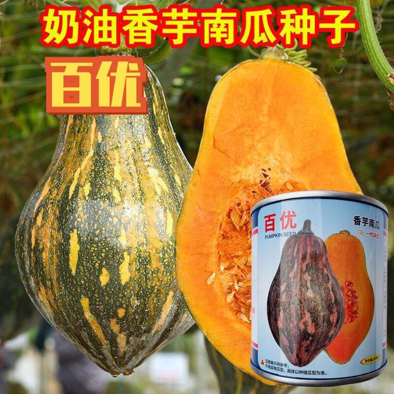 百优香芋南瓜种子 杂交南瓜种子 南瓜种子高端大田专用香芋味浓