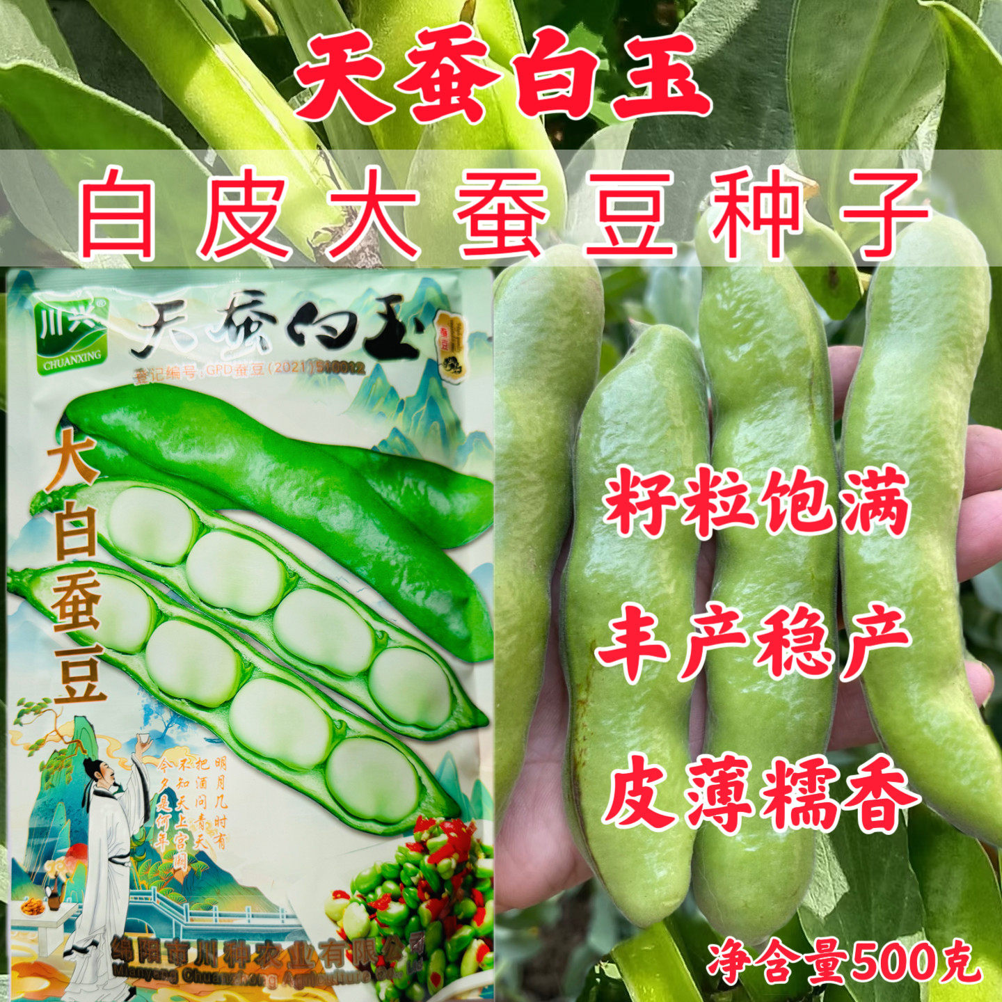 天蚕白玉蚕豆种子高产早