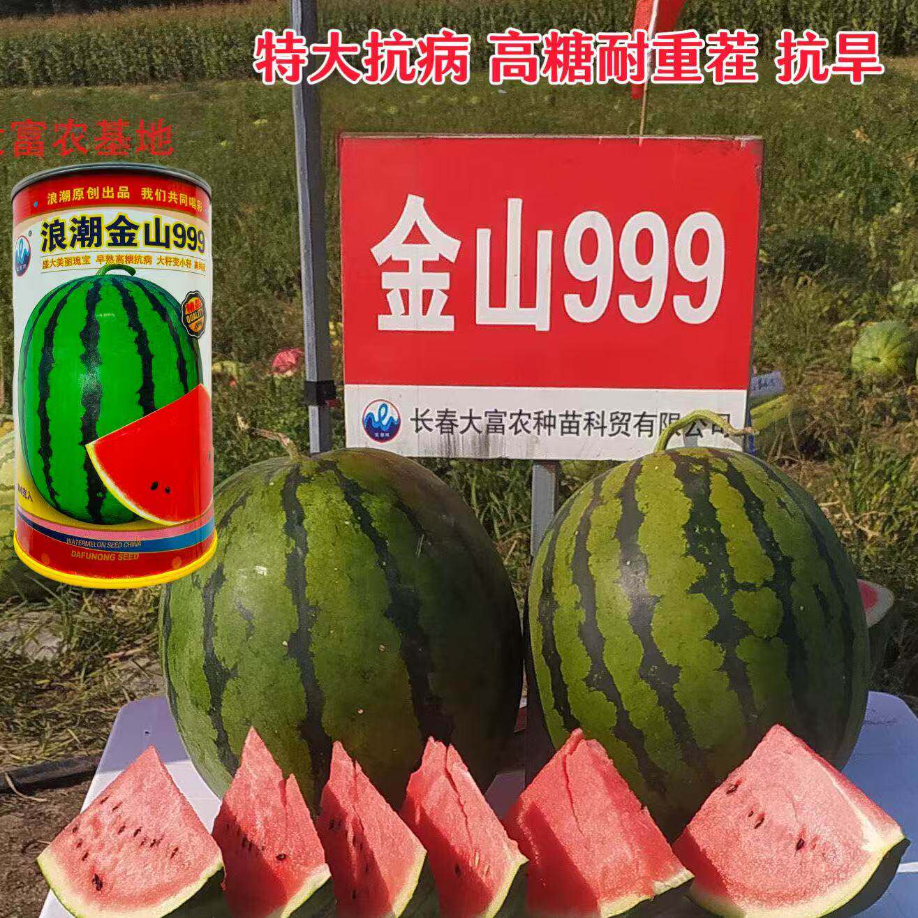 浪潮西瓜种子早熟高糖抗