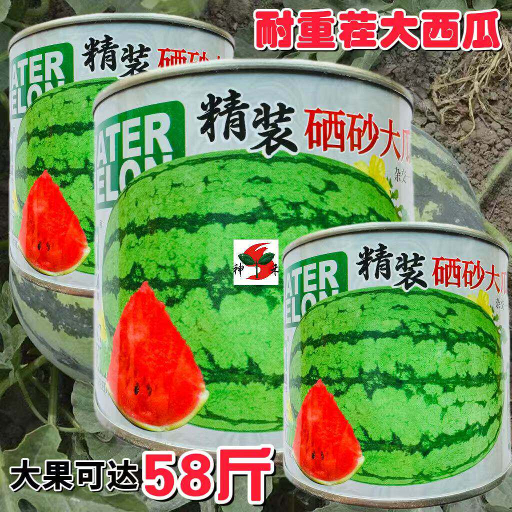 精装硒砂大瓜西瓜种子高
