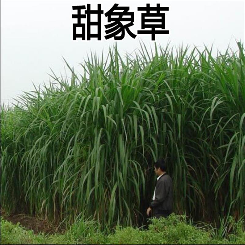 台湾甜象草种子多年生四季高产牧草种子畜牧养殖牛羊兔鱼黑麦草籽