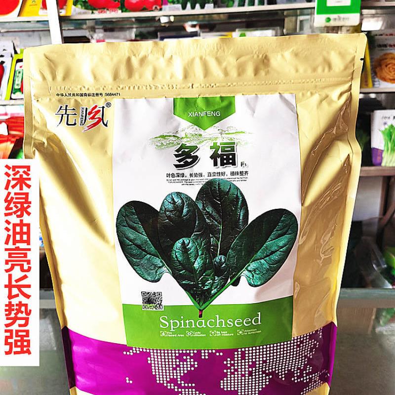 先风多福菠菜种子深绿油亮长势强农家秋季播种优选菠菜种