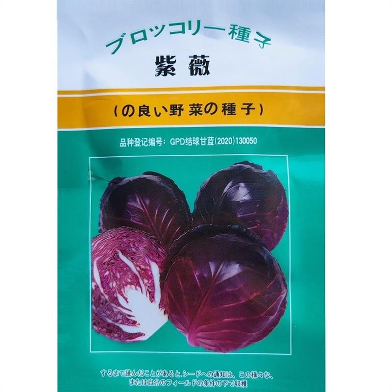 紫薇甘蓝种子一代杂交圆形紫甘蓝种子叶球紧实不易裂球紫包菜种子