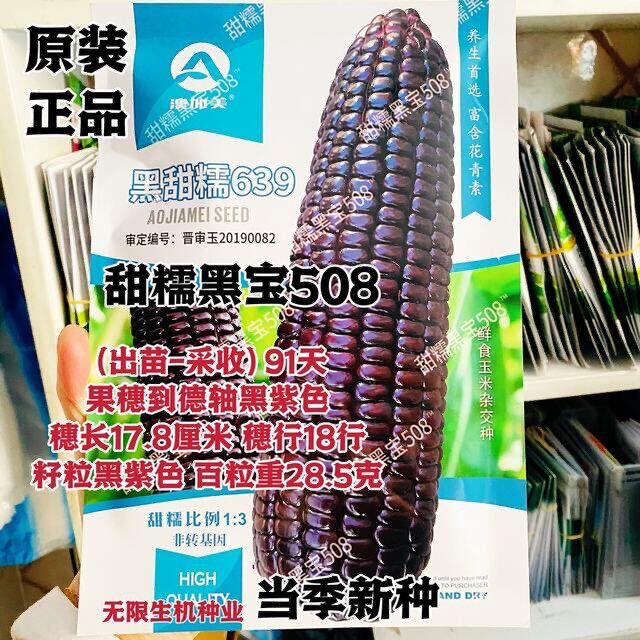 黑甜糯玉米种子含花青素