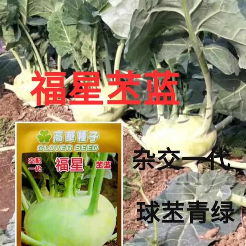 青苤兰种子福星春秋苤蓝高产蔬莱大田蔬菜种籽孑莱芥兰头芥蓝