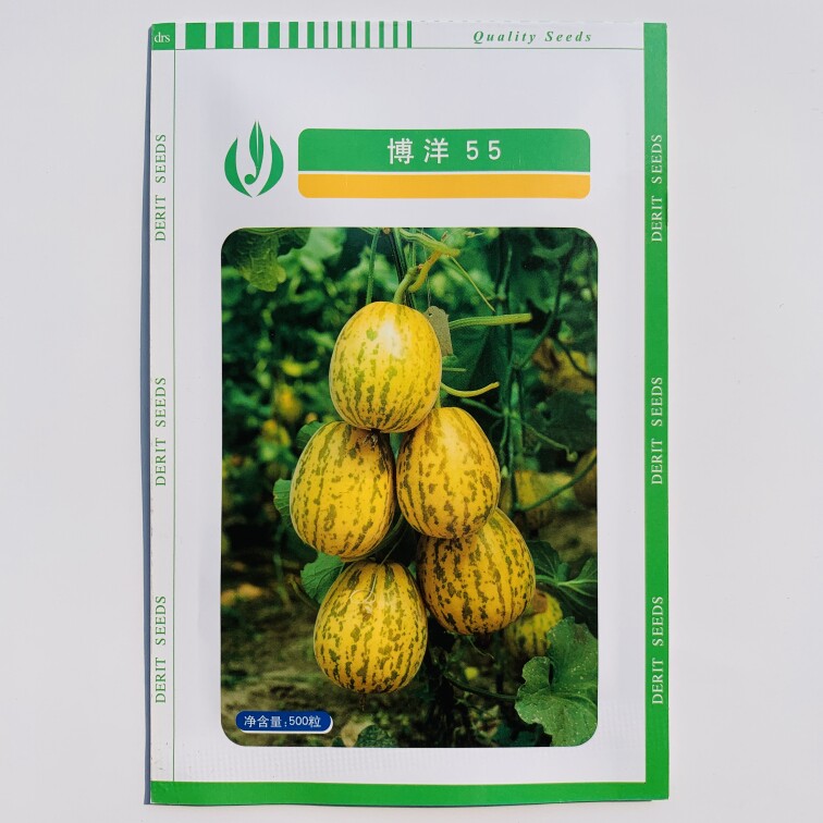 天津德瑞特博洋55甜瓜种子 薄皮黄色甜瓜香瓜种子 脆酥香甜特好吃