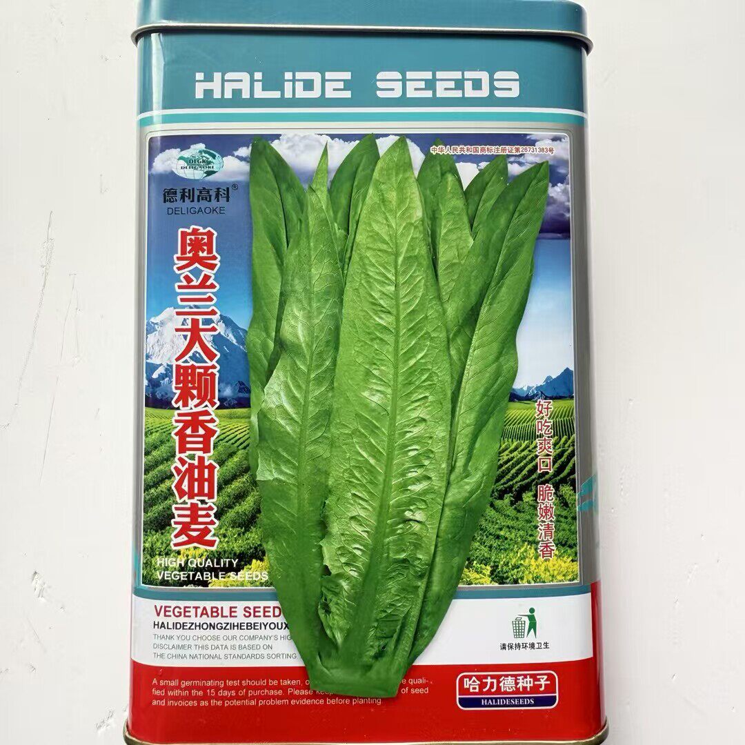 油麦菜种子籽高产抗病耐