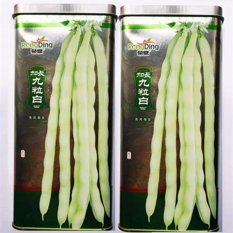加长九粒白芸豆种子豆角芸豆架豆四季豆春季蔬莱四季蔬菜种籽孑