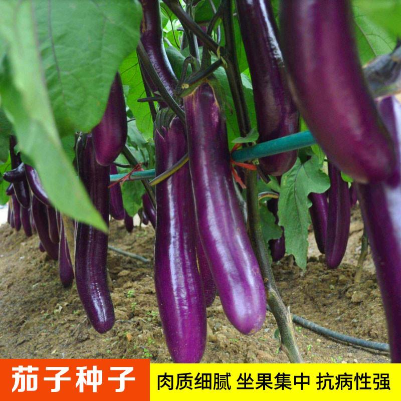 天丰3号紫皮长茄种子春季农家小院种植蔬菜种籽高产紫圆茄子种孑