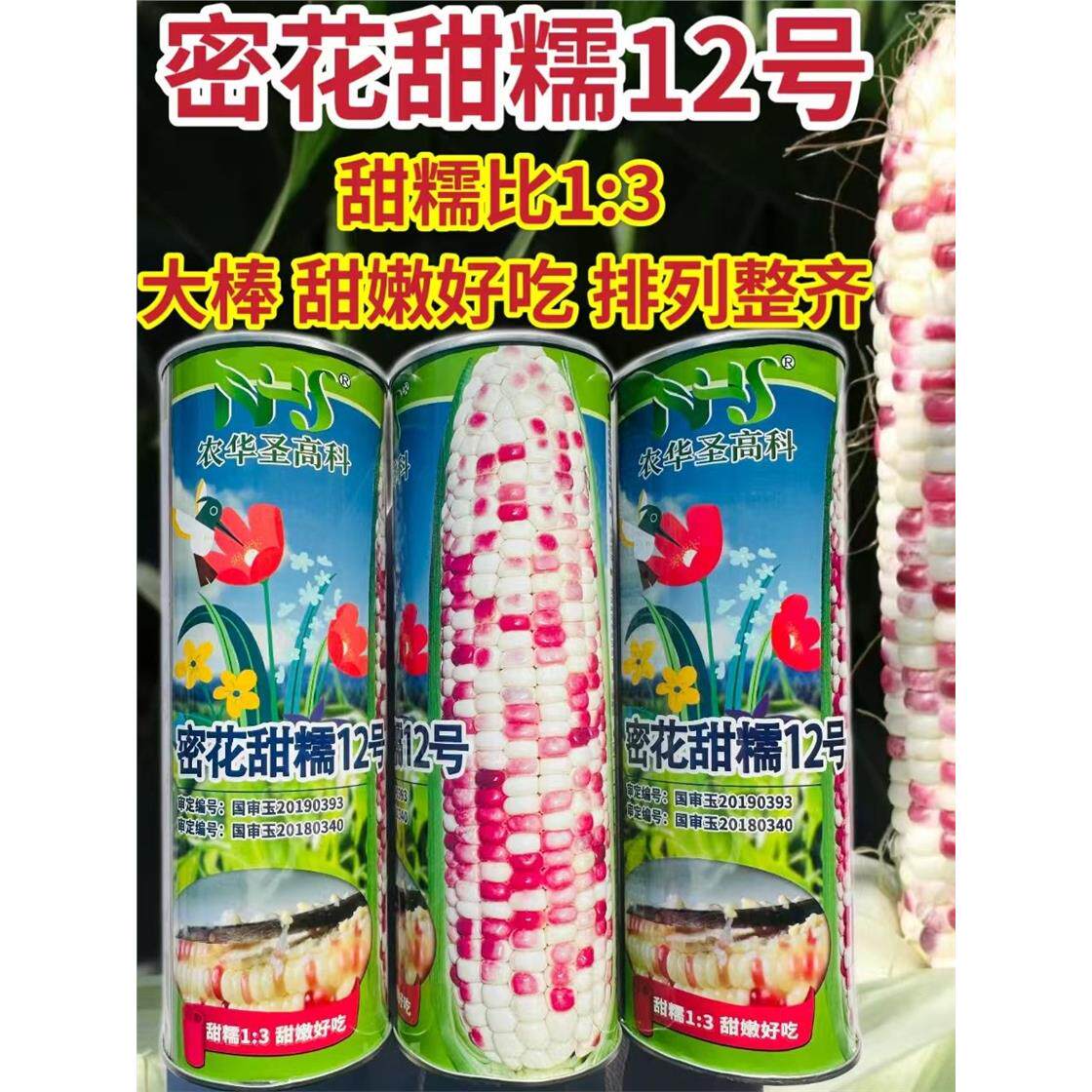 蜜花甜糯12号彩玉米种子