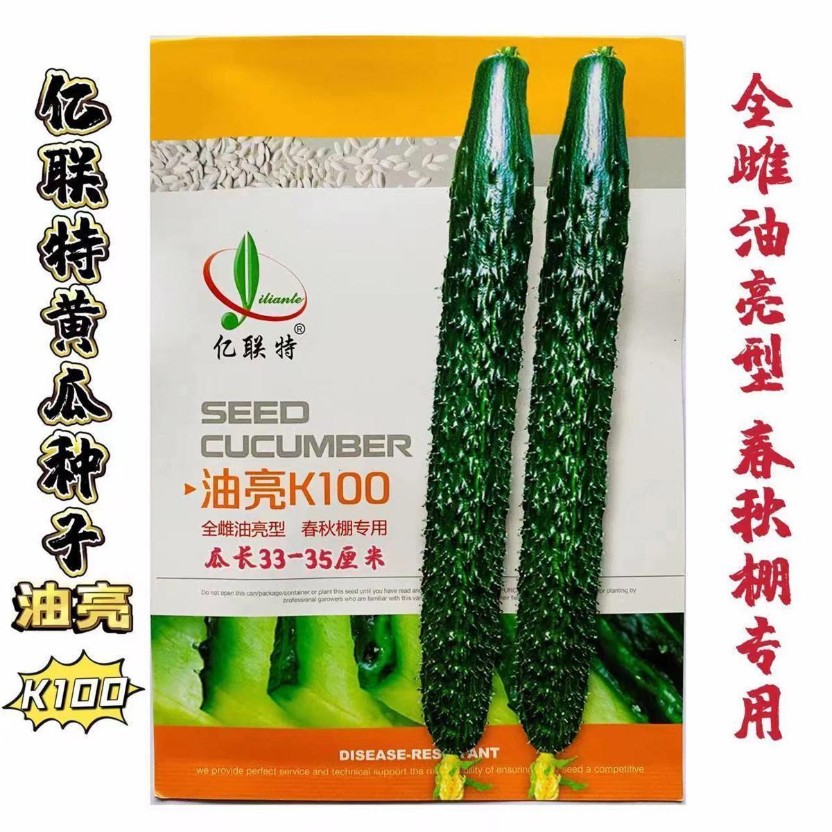 油亮K100全雌油亮黄瓜种子 密刺绿肉黄瓜种子抗热耐寒高产青瓜种