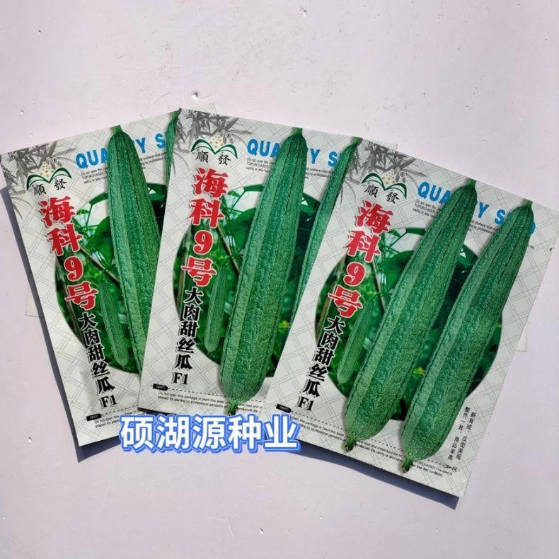 顺发海科9号大肉甜丝瓜种子耐寒耐热八角棱角花点丝瓜籽 春夏秋播