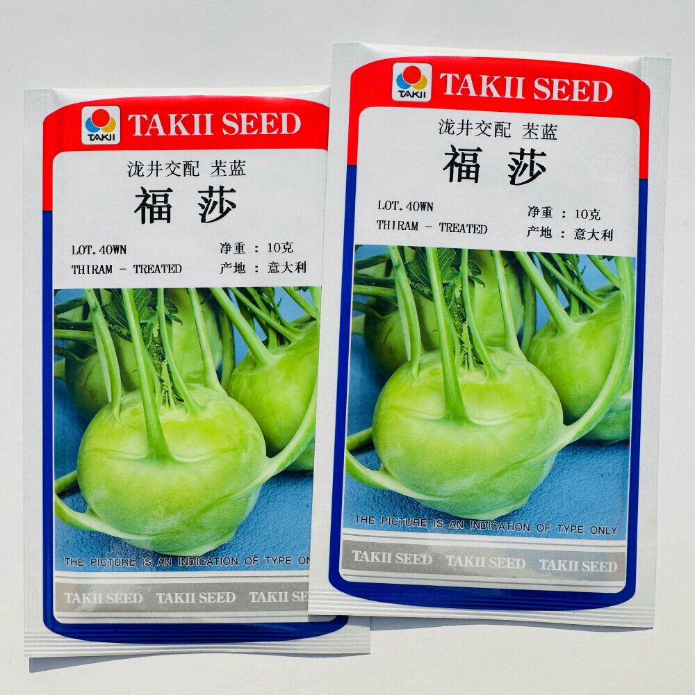 福莎苤蓝种子进口泷井交