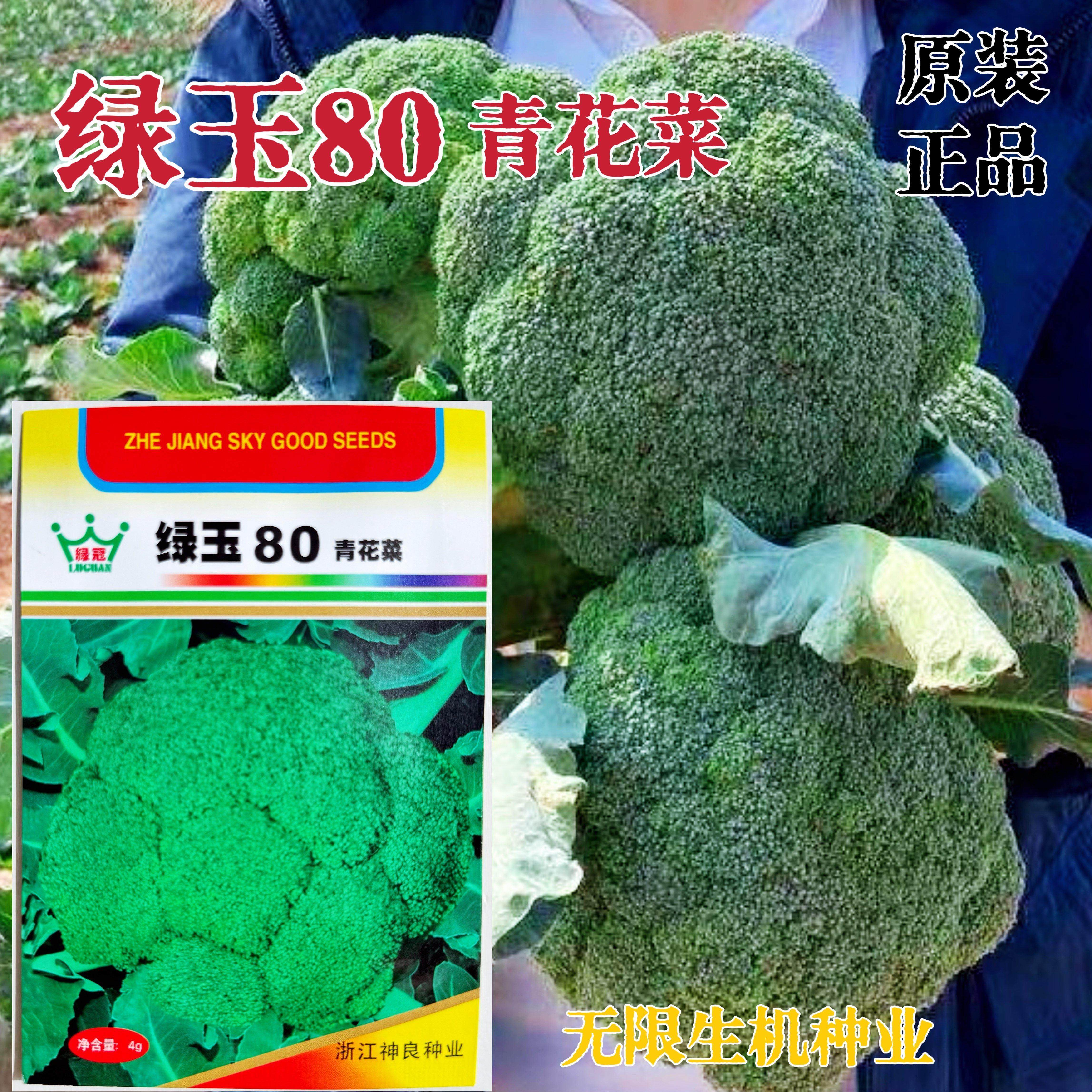 绿玉80青花菜种子「西兰