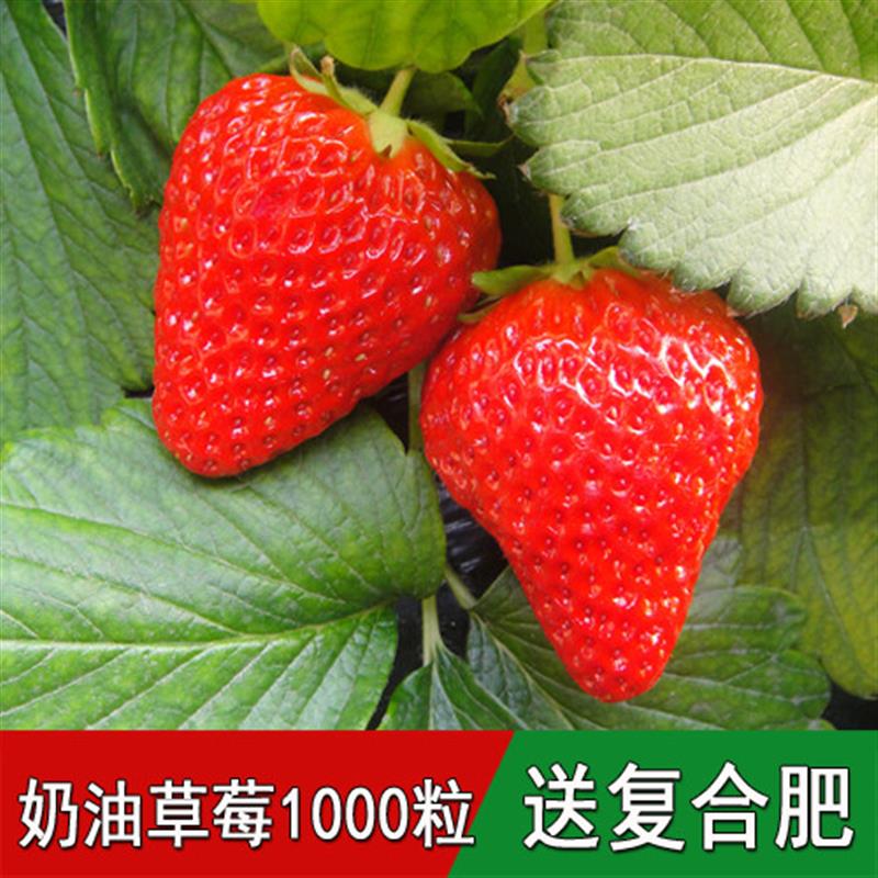 蔬果种籽花卉草莓种子野草莓蛇莓盆栽庭院阳台养颜水果种子包邮