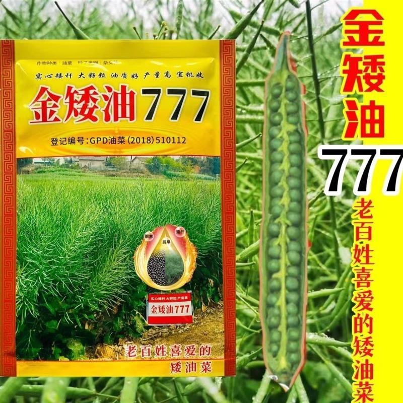 矮杆高产油菜种子金矮油777抗倒伏抗病出油高适广性强秋播油菜孑