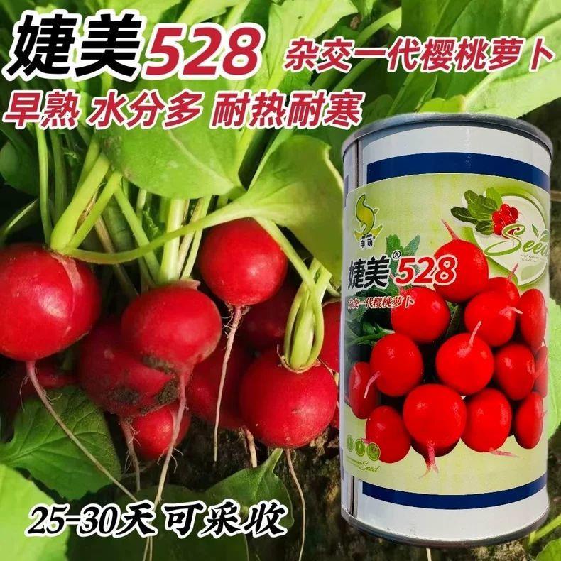 申萌婕美528樱桃萝卜种子早熟一代杂交圆形小萝卜籽红丁萝卜种籽