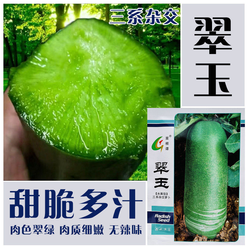 翠玉水果萝卜种子抗病三