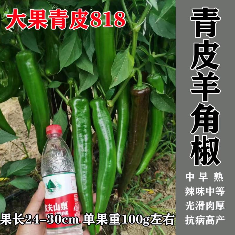大果青皮辣椒种子 高产杂交大青椒种籽 青皮羊角椒果皮光滑种子