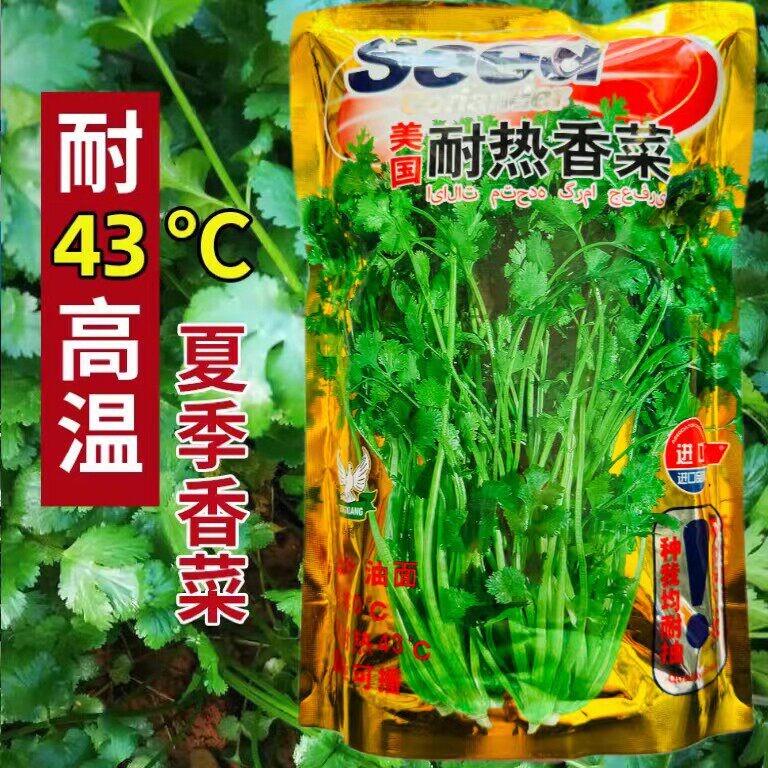 美国耐热香菜种籽大叶夏