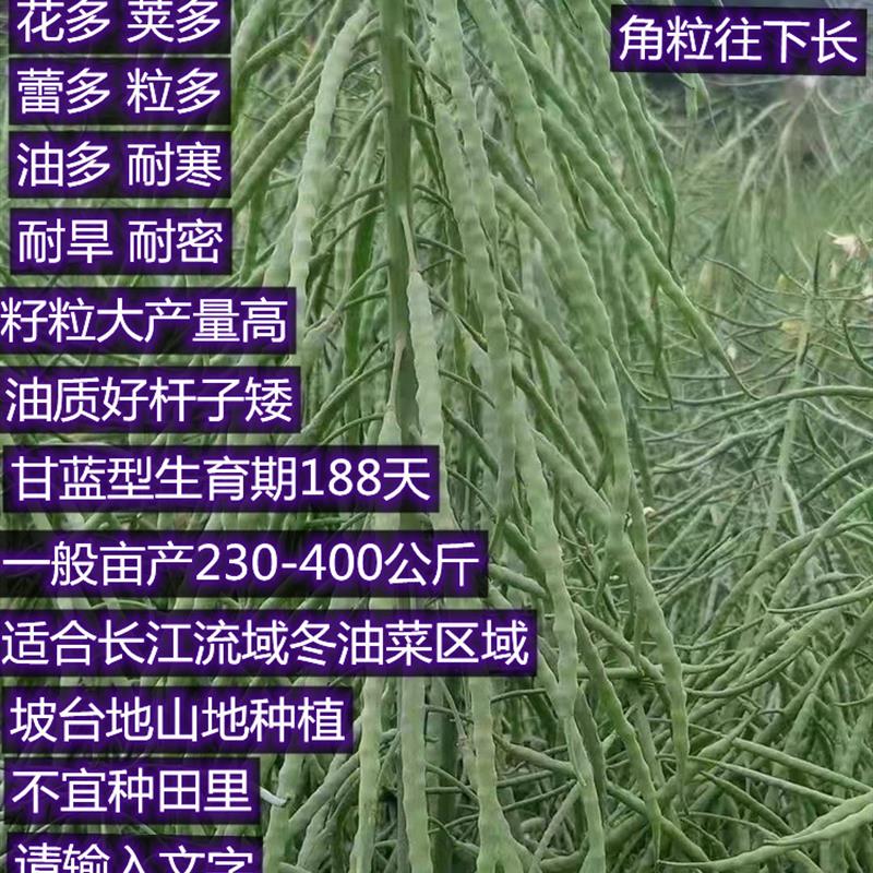 四川神鑫油2号油菜籽矮杆大粒高产出油耐寒耐旱秋季旱地山地用种
