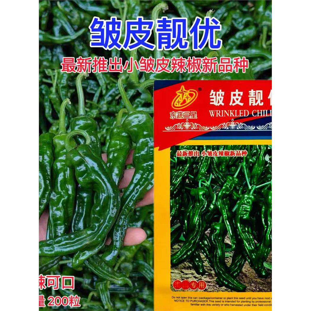 东蔬三星皱皮靓优辣椒种