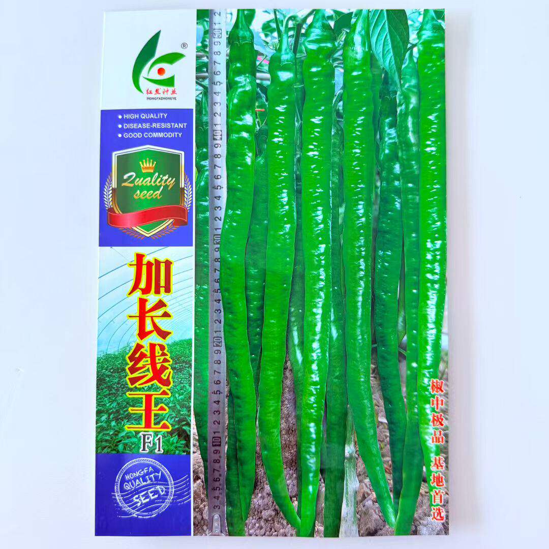 红发加长线王线椒种籽早
