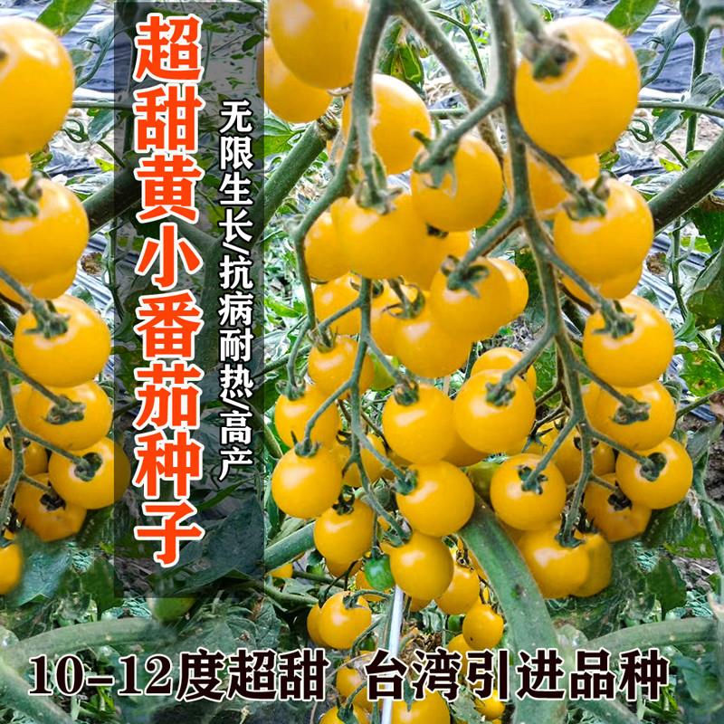 金币小番茄种子高产抗病阳台四季盆栽黄色圣女果春秋播种种子包邮