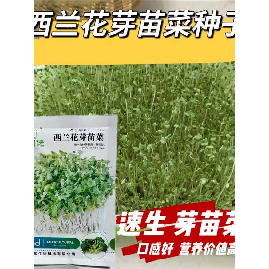 西兰花芽苗菜种子速生水