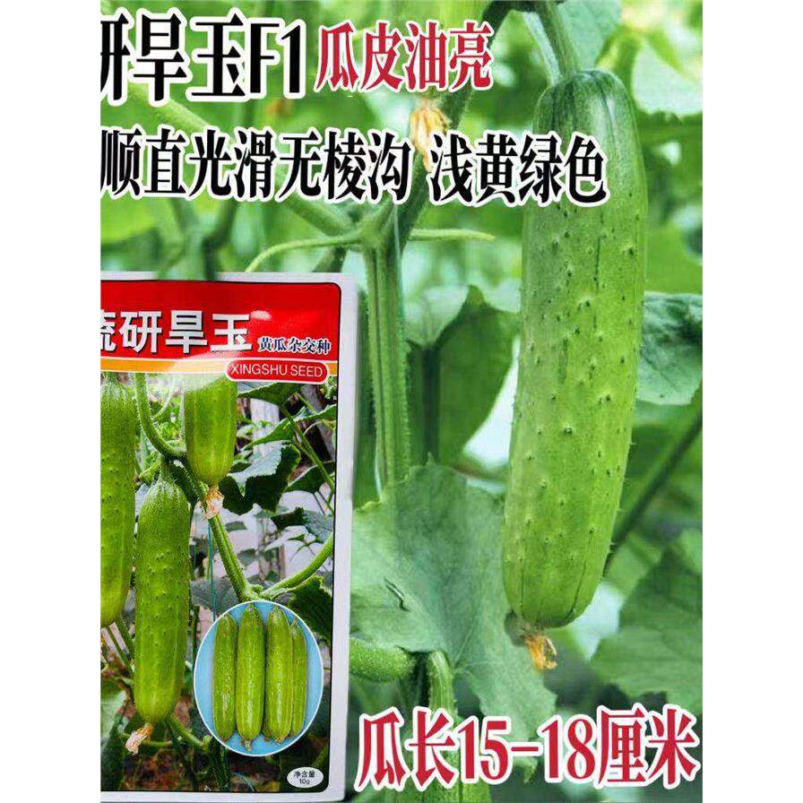 蔬研旱玉水果黄瓜种子强