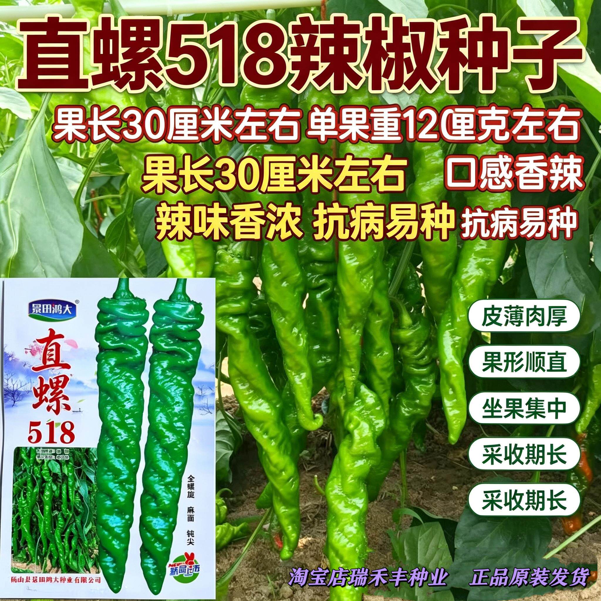直螺518螺丝椒种子麻面全