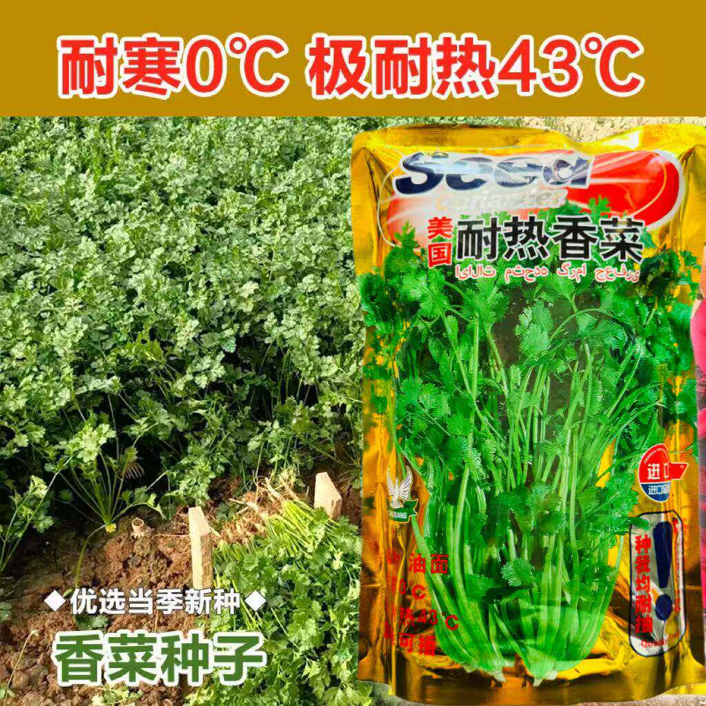 美国耐热香菜种籽大叶夏
