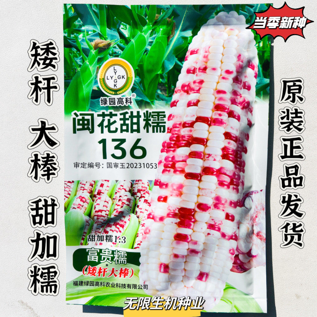闽花甜糯136玉米种子矮杆