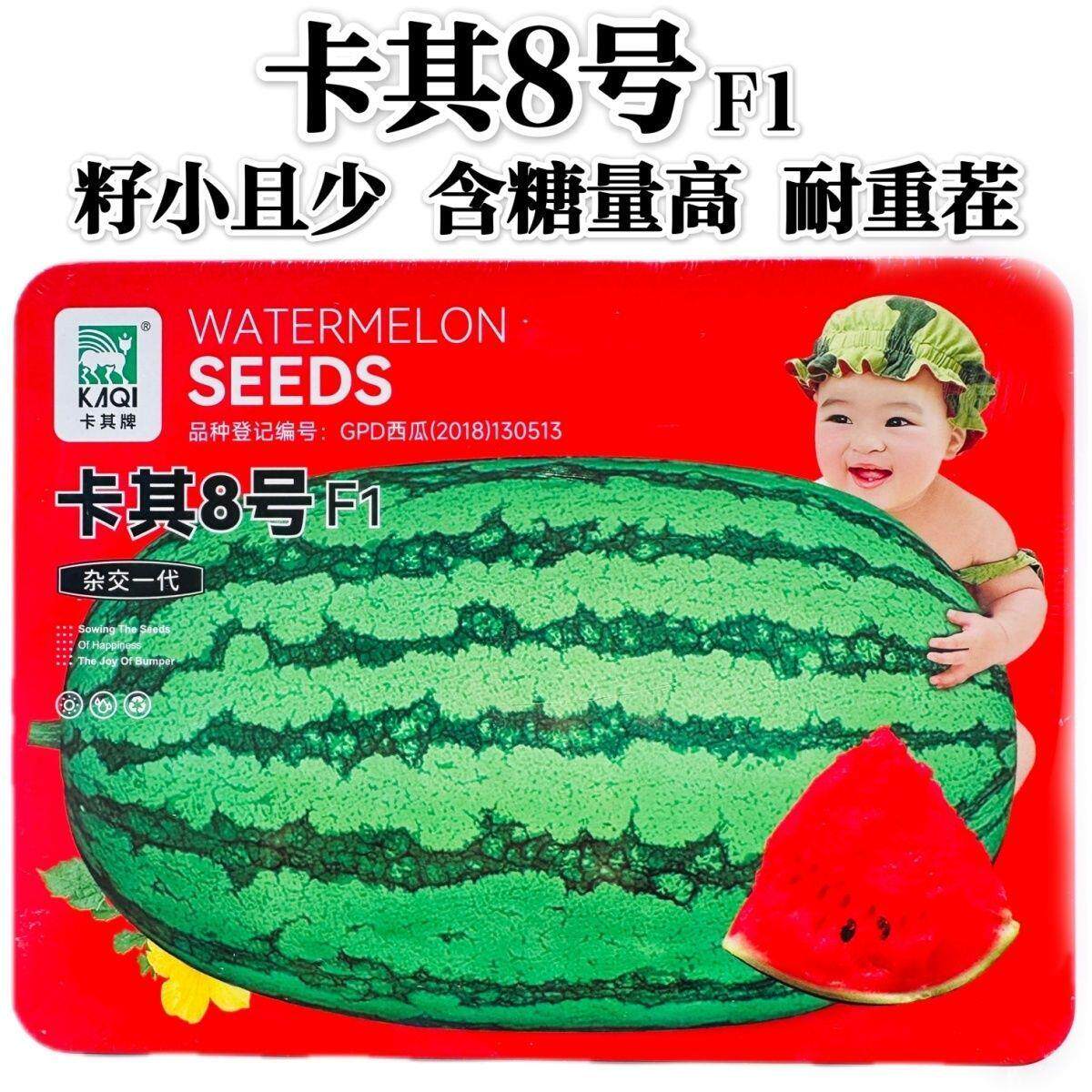 卡其8号F1西瓜种子耐重茬抗枯萎小籽大西瓜种子椭圆形大果西瓜种