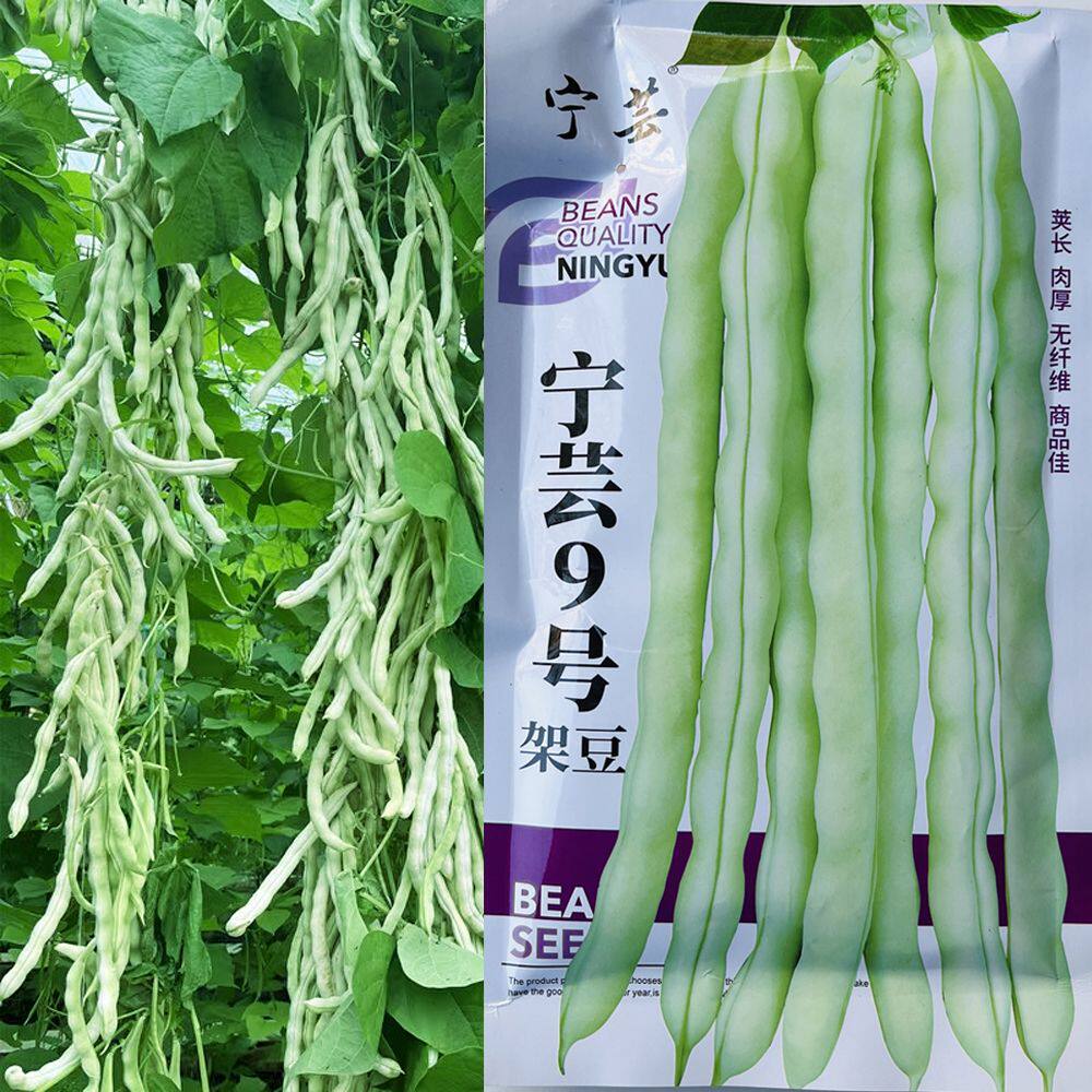 宁芸9号架豆种子九粒白芸豆老来少四季豆种子白不老摘不败四季播