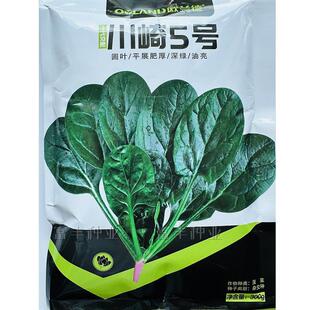 川崎5号菠菜种子杂交一代新品种深绿油亮菠菜种籽叶肉肥厚